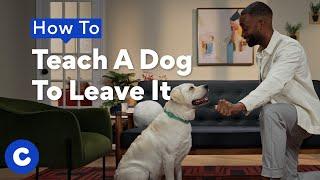 How to Teach Your Dog to Leave It  Chewtorials