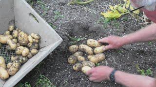 Mijn eerste aardappelen dit jaar hoe simpel te oogsten.