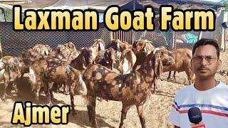 Laxman Goat Farm Ajmer Rajasthan  सस्ते दाम में मिलेंगे बकरे