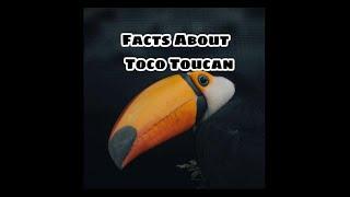 Facts About Toco Toucan