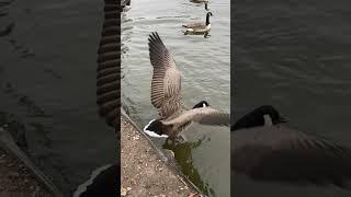 Canada Goose jumping into water