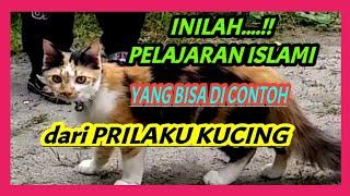 PELAJARAN ISLAMI YANG BISA DI AMBIL CONTOH DARI PERILAKU KUCING