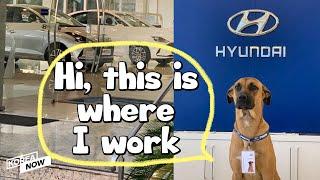 Meet Tucson Stray dog hired as Hyundai’s car consultant dog