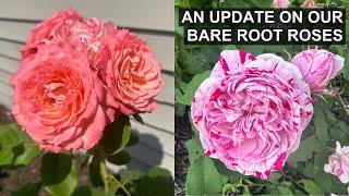 Bare Root Rose Success  2024 Favorites 