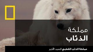 مملكة الذئب القطبي الصيد الأخير  ناشونال جيوغرافيك أبوظبي