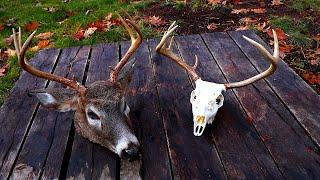 DIY European Mount for Deer WHITE Skull