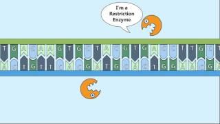 Recombinant DNA Process