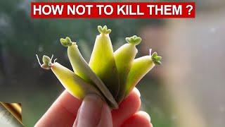 10 TIPS & TRICKS TO GROWING SUCCULENTS AND CACTI  SUCCULENT CARE TIPS