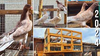 Первый выводок 2024 г.  Бакинские мраморные бойные голуби  Baku high-flying pigeons