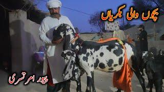 Most Biggest Giant Goats Or Breeder Bacha