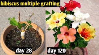 Grafting Technique To Get Multiple Colour Flowers In A Single Hibiscus Plant  Hibiscus Grafting