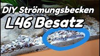 DIY Strömungsbecken - L46 Besatz #9