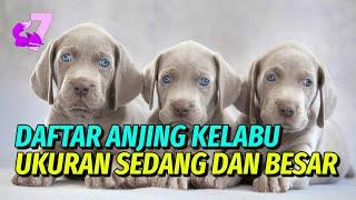 25+ JENIS ANJING BERWARNA ABU-ABU BERUKURAN SEDANG DAN BESAR  EKOR7