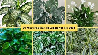 21 Most Popular Houseplants for 2021-Trending Houseplants with Names -Beautiful Plants Plantes 2021