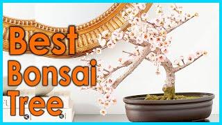 Best Bonsai Tree 2021 Top 5 Picks