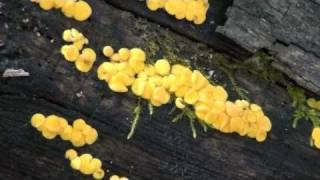 Lemon Drop Fungi Bisporella citrina on Log