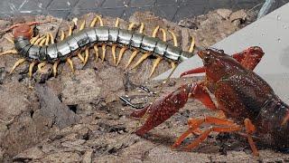 【異種格闘技】トビズムカデ対アメリカザリガニ centipede VS crayfish！