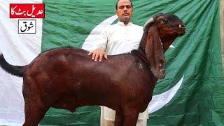 Big Size Amritsari & Jhangi Goats Of Adeel Butt Lahore 2023