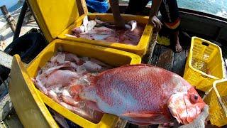 Sensasi kakap merah lama gak mancing tangan gatal