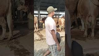Pasar Wage Siyonoharjo Gunungkidul‼️#dunialembu #pasarsapi #sapi #sapijumbo #hargasapi #gunungkidul