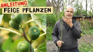 Eine Feige pflanzen - der richtige Standort Sorte und einpflanzen von Feigenbäumen im Garten