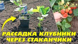 Рассаживаем садовую клубнику через стаканчики