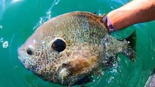 A 3 LB BLUEGILL? CLEAR WATER