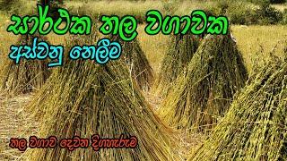 වස විස නැති තල වගාව  තල වගාවේ අස්වනු නෙලීම  thala wagawa  Sesame Cultivation - Sri Lanka