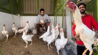 Sultan White King Shamo Breeder Hassan Bhai ka Breeder Farm Hen Hatching Chicks At Home Hsn
