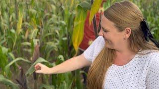 Our Life Living in Mexico - Picking Corn and Making Esquites