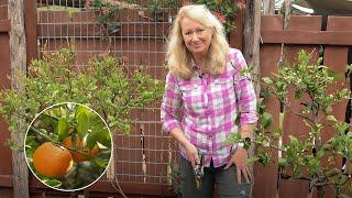 Citrus Plant Cold Weather Protection with Heather Kendall  Central Texas Gardener