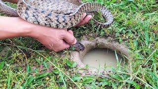 Experiment FISH VS POISON SNAKE Catch Fish From Underground Hole With Snake