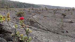 Kilauea Volcano Caldera Hike Hawaii