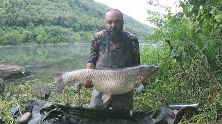 As CARPAS GIGANTES Do Rio das Antas Pesca E Acampamento Carpfishing Brasil