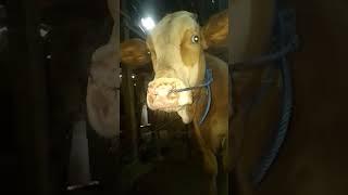 suara sapi lucu #shortvideo  #video short #goat #animals #cow #sapi