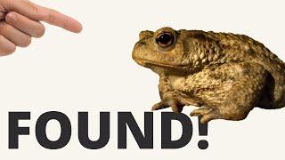 8 Places to Find Toads in Your Yard