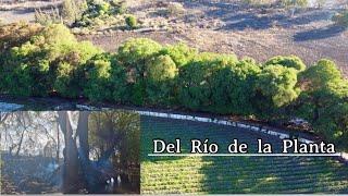 Se prendieron los Sabinos de el Río de la Planta pero los apagaron a tiempo  Zamora Aventurero