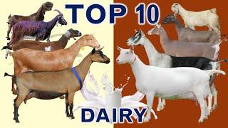 Top 10 Best Goat Breeds in the World for Milk Production with Sales Revenue in US Dollar $ per Goat