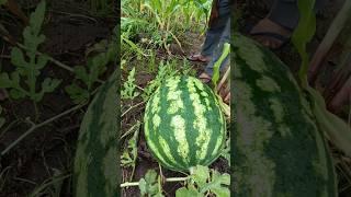 Nossas Melancias Estão Enormes Vejam Só #vidanaroça #agro #caipira