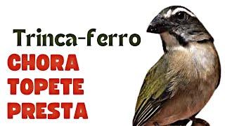 TRINCA-FERRO QUE CHORA QUE TUPETA PRESTA.