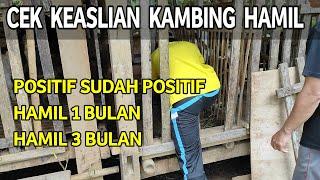 CIRI - CIRI KAMBING POSITIF HAMIL 1 DAN 3 BULAN  Learn Goats to be successful quickly