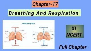 Chapter-17#11th Biology NCERT# Breathing And Respiration.