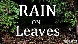 Rain on Leaves 60mins Sleep Sounds