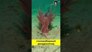 Чудище морское - Дендронотус ирис #animals