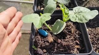 2024 March 24th -- Garden Update Seedlings Up-Potted