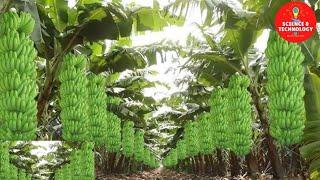 TEKNOLOGI MODERN PERTANIAN PISANG DI FILIPINA -PANENAN PISANG YANG MENAKJUBKAN-PERKEBUNAN PISANG YANG HEBAT