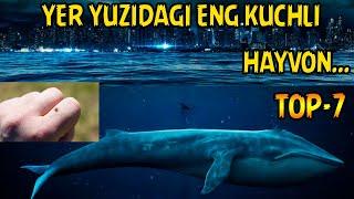 DUNYODAGI ENG KUCHLI 7 TA HAYVON  ДУНЁДАГИ ЭНГ КУЧЛИ 7 ТА ҲАЙВОН