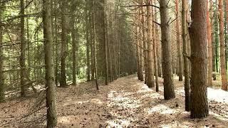 10 hours of forest sounds birdsong woodland - Relaxing nature sounds to sleep and meditate