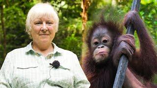 Volunteers Review the Samboja Lestari Orangutan Volunteer Project in Borneo    The Great Projects