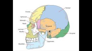 Cranial Bone Movements learn more about the natural motions of the cranial system